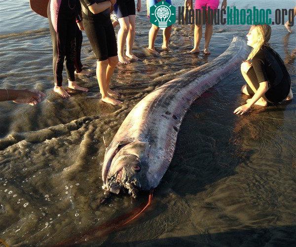 Loài "rồng biển" có khả năng dự báo động đất trôi vào biển Việt Nam