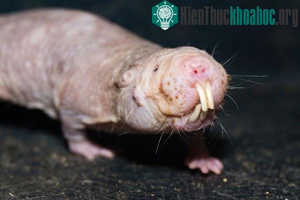 7 loài động vật "quá nhanh quá nguy hiểm" hơn cả siêu anh hùng- ảnh 2
