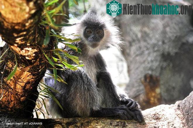 Thú quý hiếm được giải cứu ở Việt Nam