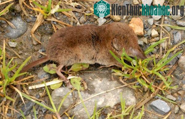 Những loài động vật có tình cảm anh em ấn tượng nhất tự nhiên