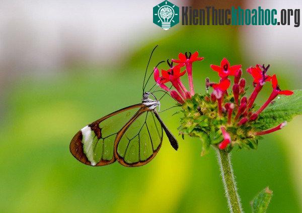 Khám phá loài bướm có đôi cánh như pha lê
