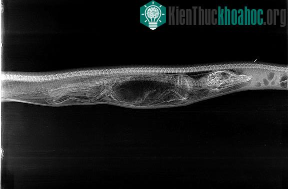 Chùm ảnh X-quang trăn tiêu hóa cá sấu trong bụng gây sốc