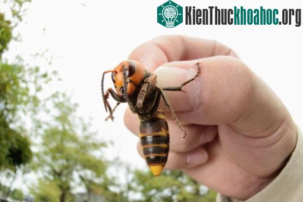 Chân dung ong khổng lồ giết người hàng loạt ở châu Á