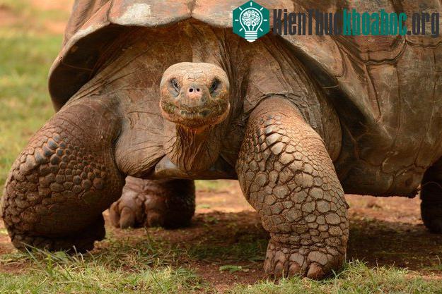 Khám phá những khả năng khó tin của động vật