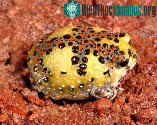 Loài ếch lạ tự biến thành nam châm... hút mồi