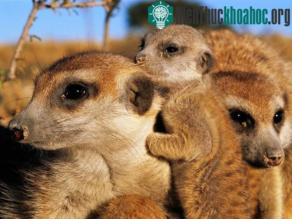 Giật mình trước "tính xấu" của các loài động vật dễ thương
