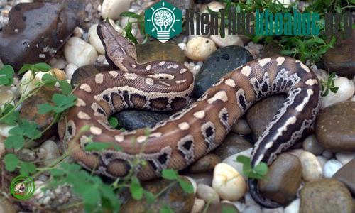 Chiều dài cơ thể của trăn cộc Python brongersmai đạt tới 2 m. (Ảnh: Phùng Mỹ Trung).