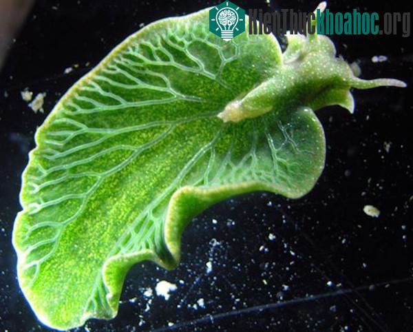 Cách các sinh vật tiến hóa ở thời hiện đại