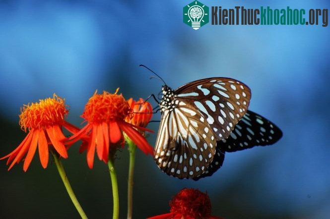 Những sự thực thú vị ít ai biết về loài bướm