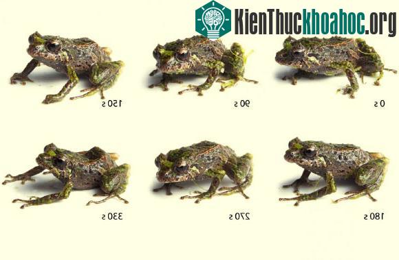 Chỉ trong vòng khoảng 3 phút, lớp da của Pristimantis mutabilis đã biến đổi từ mịn sang gai rồi lại nhanh chóng chuyển về lớp da mịn.