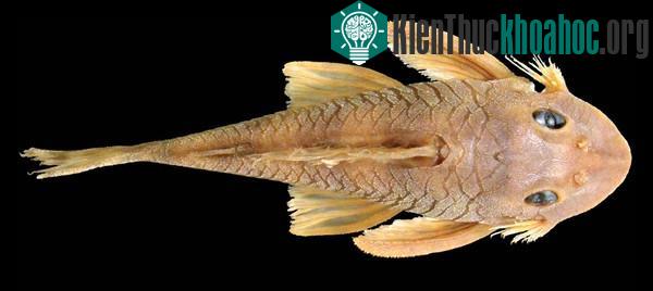 Ảnh chụp Peckoltia greedoi từ trên cao