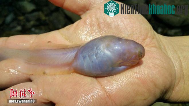 Ấu trùng Cóc bùn khổng lồ ở Trung Quốc