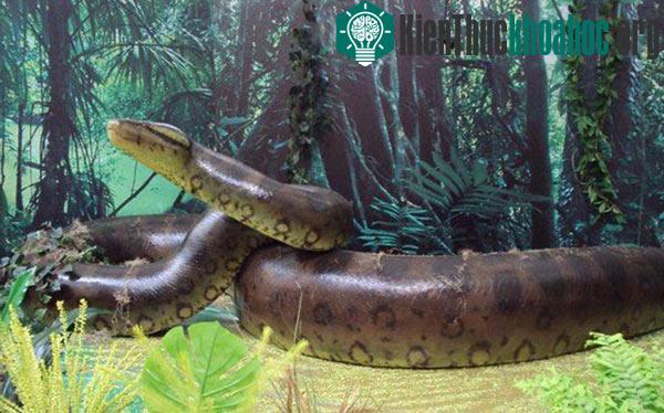 Trăn Titanoboa