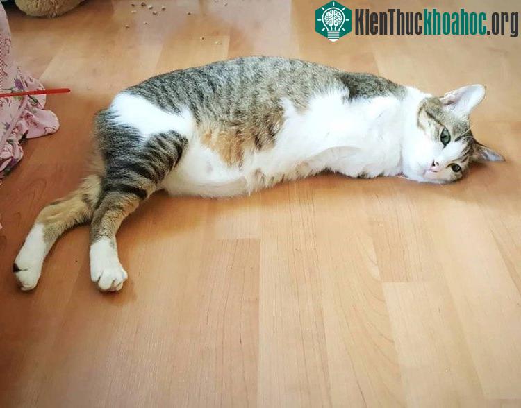 Chú mèo 2 chân gây sốt mạng xã hội ảnh 11