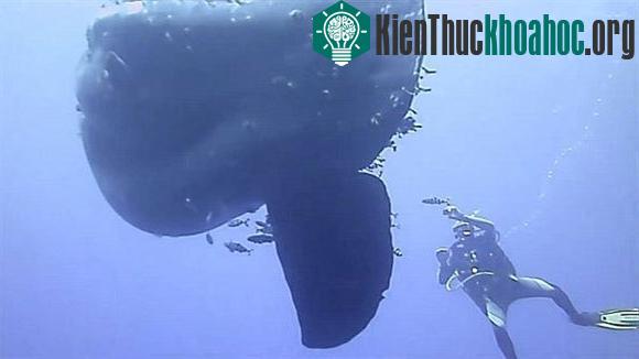 15 loài vật khổng lồ nhất thế giới- ảnh 11