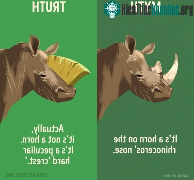 11. Đó là một chiếc sừng trên mũi của tê giác? Sự thật đó không phải là một chiếc sừng, đó là một chiếc "mào" đặc biệt cứng.
