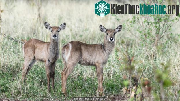 Linh dương Waterbuck