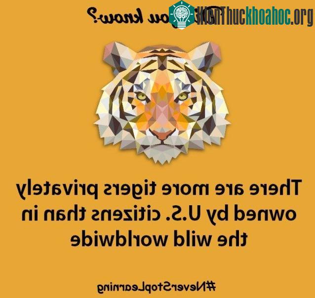 11. Số hổ thuộc quyền sở hữu cá nhân của công dân Mỹ nhiều hơn số hổ hoang dã trên toàn thế giới.