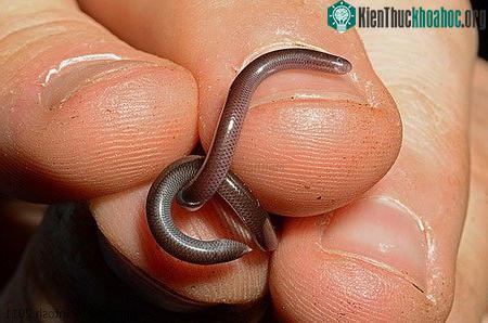 Dù phân bố rộng ở Việt Nam, nhưng rắn giun vẫn là loài khá hiếm gặp.