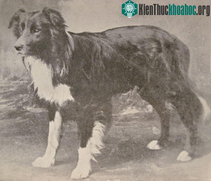 Đây là giống chó chăn cừu thuộc dòng Collie có nguồn gốc từ Anh.