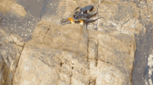 Bạn đang được xem hình ảnh của một con bạch tuộc nước cạn (shallow-water octopus) săn mồi. Hầu hết các loài bạch tuộc đều là sát thủ chuyên nghiệp. Ch...