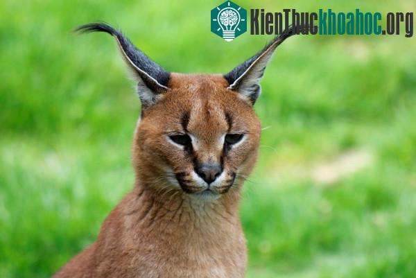 Tìm hiểu về loài mèo hoãng dã Caracal ảnh 11