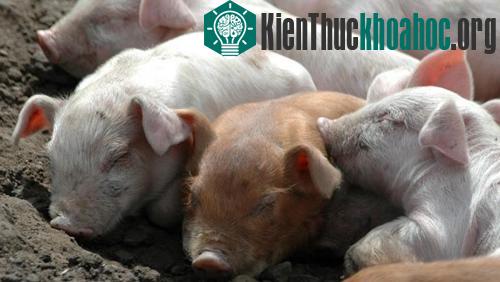 Những phát hiện bất ngờ về trí tuệ của động vật