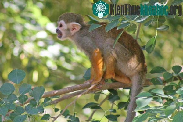 Những loài vật phá vỡ mọi kỷ lục- ảnh 11