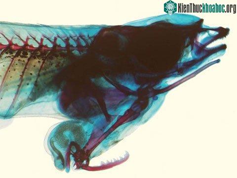 Bên trong cơ thể cá Phallostethus cuulong giống đực. (Ảnh: L.X.Tran/New Scientist.)