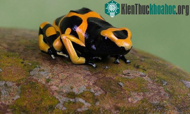 Sắc màu rực rỡ nổi bật của loài ếch cây