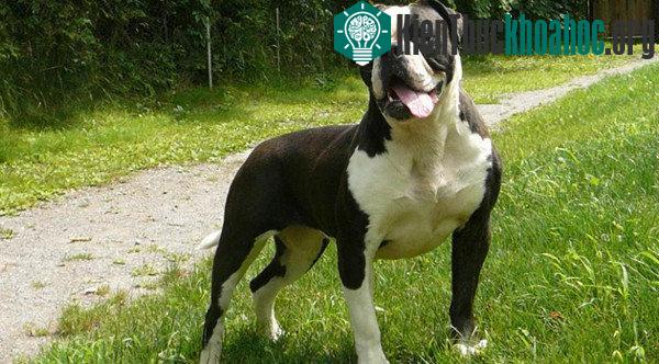 American Bandogge