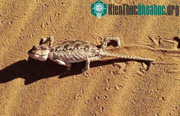 Nhiều lúc tắc kè hoa ta cũng “diện” mỗi bên một màu