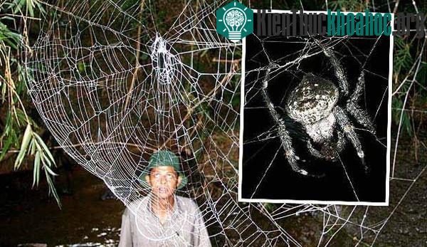 7 loài động vật "quá nhanh quá nguy hiểm" hơn cả siêu anh hùng- ảnh 11
