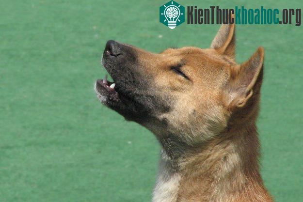 Khám phá những khả năng khó tin của động vật