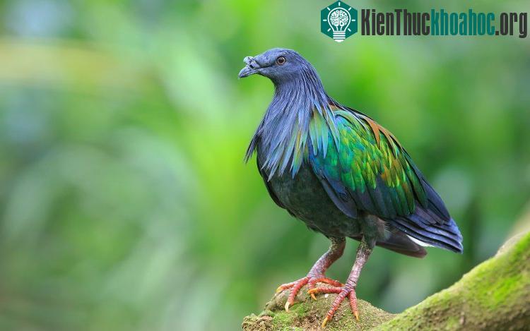 Do ngoại hình đẹp nổi bật của mình, bồ câu Nicobar cũng bị săn bắt để làm chim cảnh.