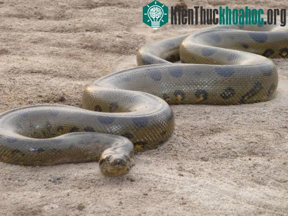 15 loài vật khổng lồ nhất thế giới- ảnh 12