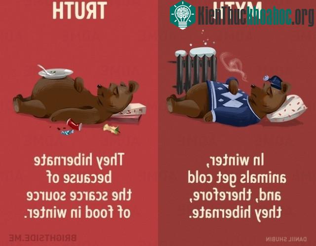 Mùa đông, động vật bị lạnh nên chúng đi ngủ đông? Sự thật là chúng ngủ đông vì sự khan hiếm thực phẩm trong mùa đông.