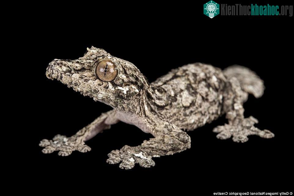 Chính xác đôi mắt "rêu" này là của tắc kè đuôi lá Mossy (Uroplatus sikorae).