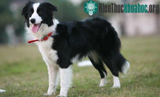 Border Collie ngày nay cũng không có sự khác biệt nhiều so với quá khứ.