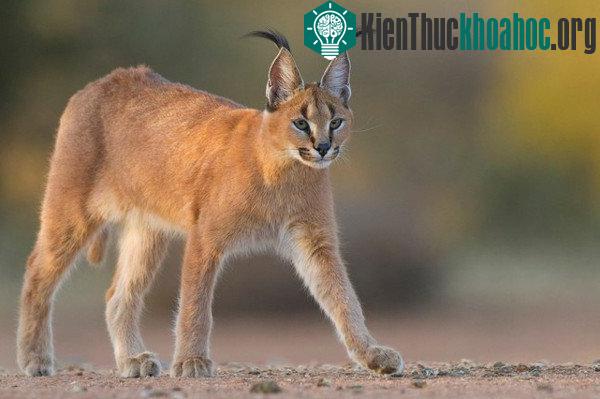 Tìm hiểu về loài mèo hoãng dã Caracal ảnh 12