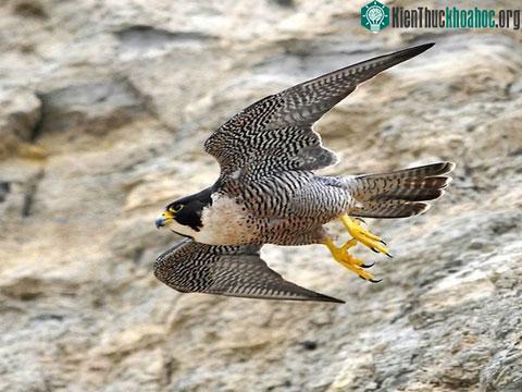Những loài vật phá vỡ mọi kỷ lục- ảnh 12