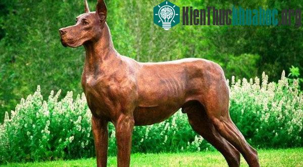 American Bandogge