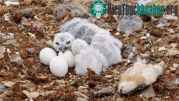 Khám phá những siêu năng lực của trứng các loài chim