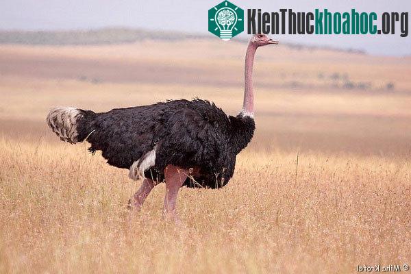 15 loài vật khổng lồ nhất thế giới- ảnh 13
