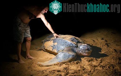 Rùa biển Leatherback