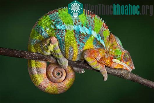 Tắc kè hoa và khả năng ngụy trang