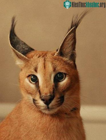 Tìm hiểu về loài mèo hoãng dã Caracal ảnh 13