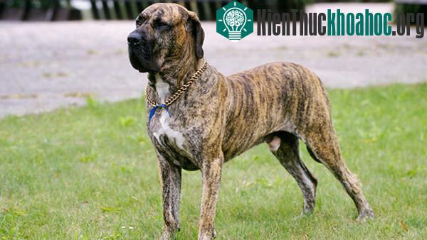 American Bandogge