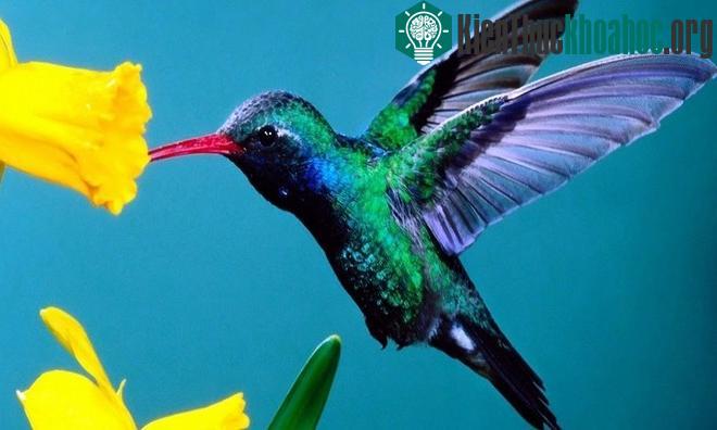 Những đặc điểm độc đáo riêng biệt của các loài động vật