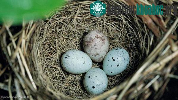 Khám phá những siêu năng lực của trứng các loài chim